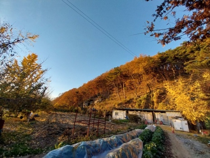 본건