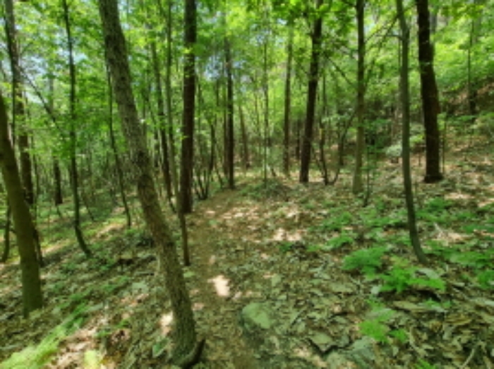 임야내부2.(소로 겸 산책로)