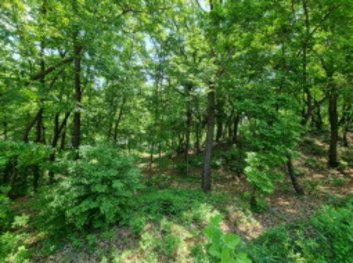 임야내부3(잡목율창)