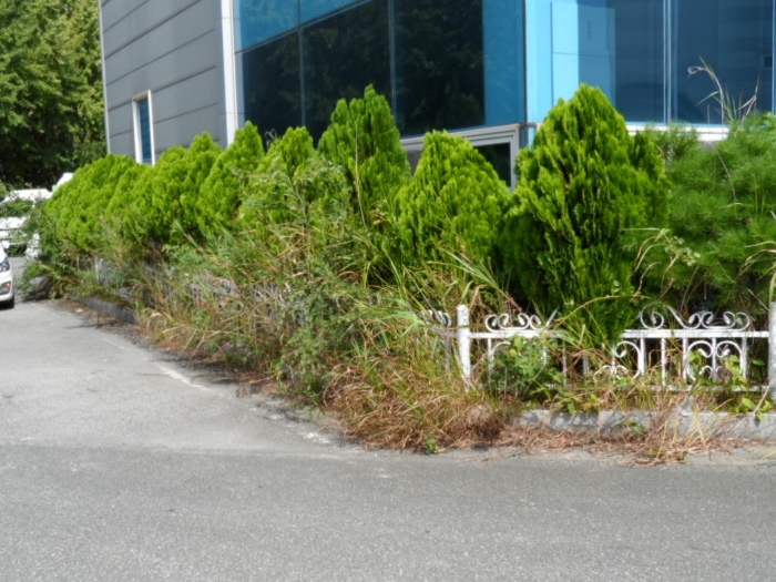 제시외 건물(수목) ㄴ