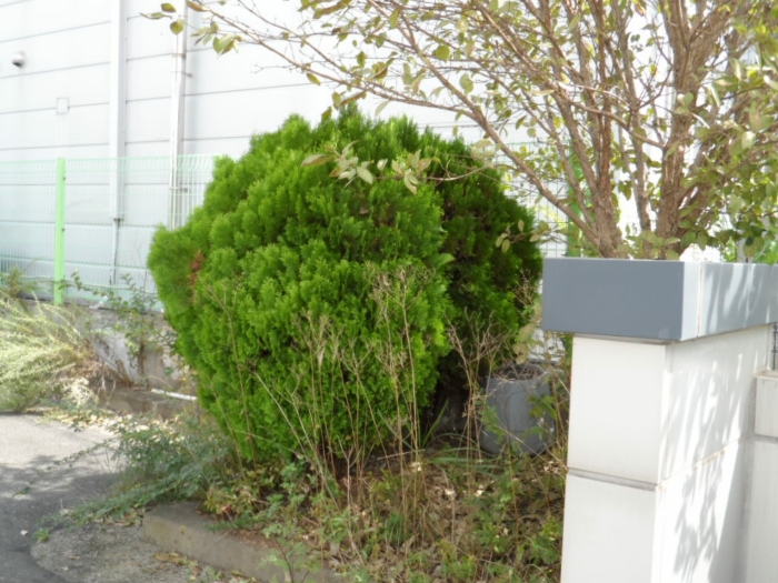 제시외 건물(수목) ㄴ