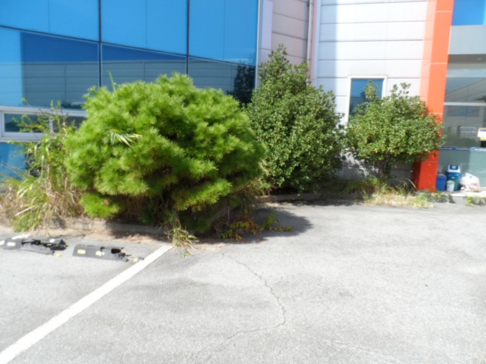 제시외 건물(수목) ㄴ