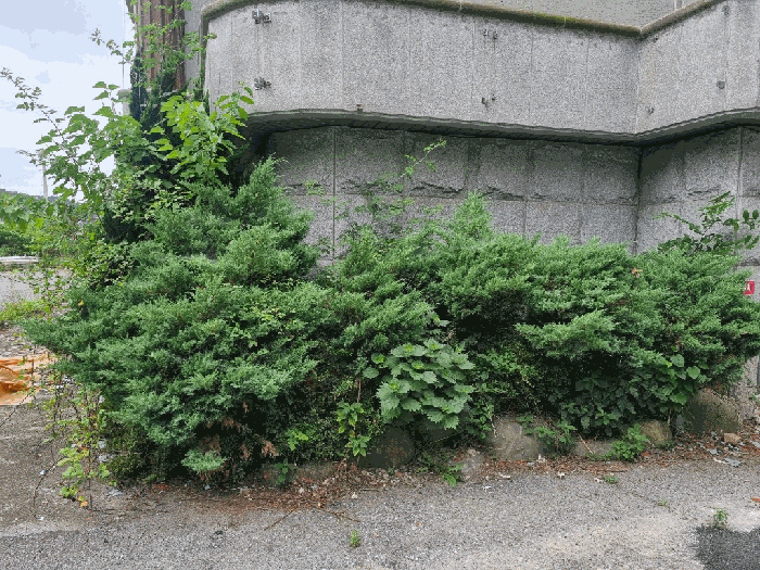 본건 소재 수목