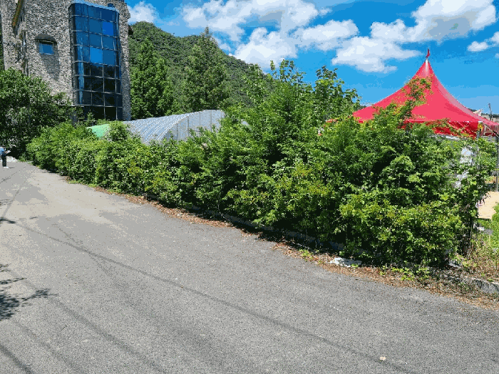 본건 소재 수목