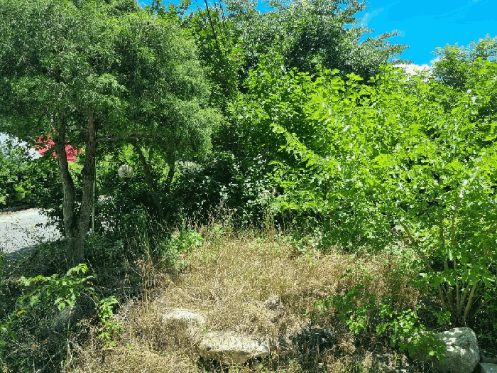 본건 소재 수목