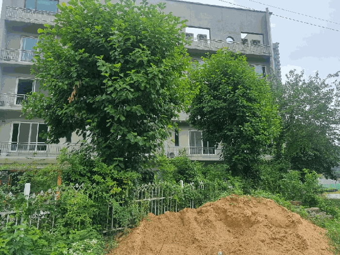 본건 소재 수목