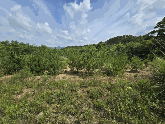 기호(1) 전경 및 제시외수목