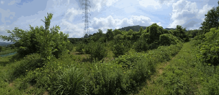 기호(3) 전경 및 제시외수목