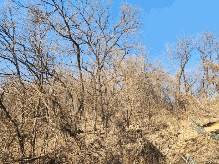 본건 임야 중.상단부 임지 및 임목의 상황