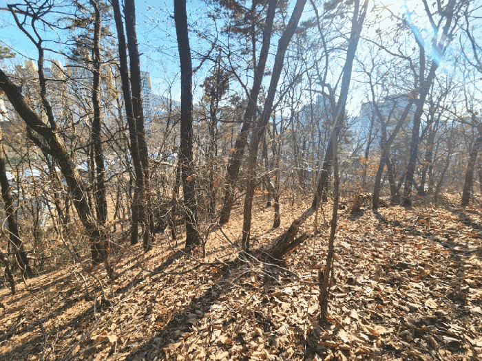 본건 임야 중단부 임지 및 임목의 상황