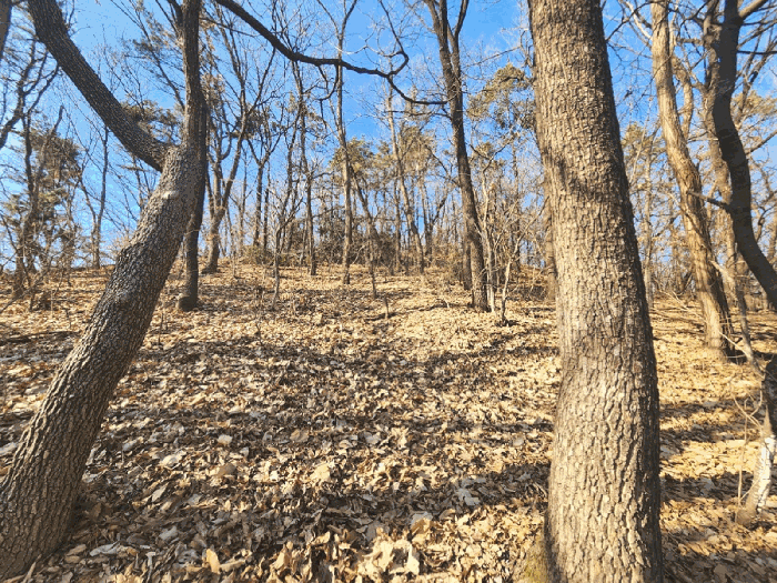 본건 임야 하단부 임지 및 임목의 상황