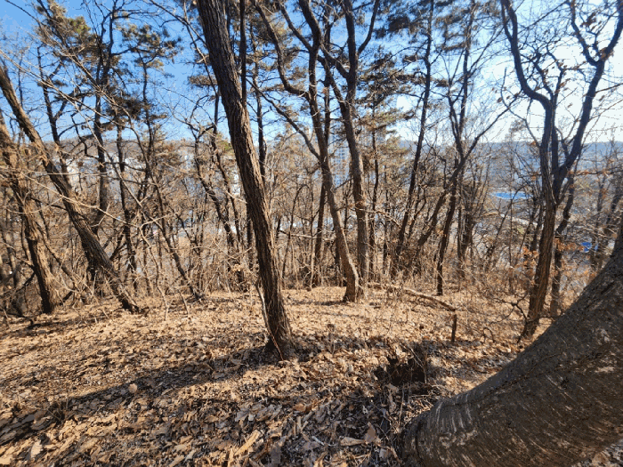 본건 임야 중단부 임지 및 임목의 상황