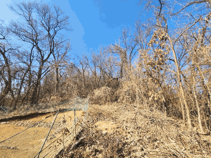 본건 임야 중.상단부 임지 및 임목의 상황