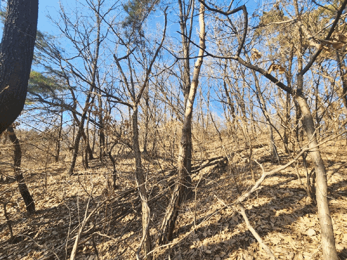 본건 임야 중단부 임지 및 임목의 상황