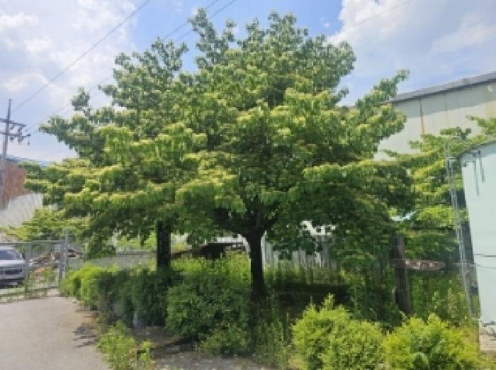 목록 1 제시 외 수목