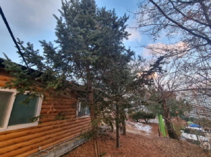 목록7 제시외 수목 모습