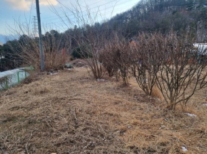 목록8 지상 제시외 수목 모습