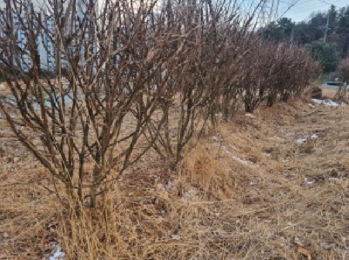 목록1 지상 제시외 수목 모습