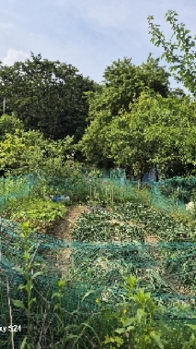 토지위에 재배중인 농작물(양파)