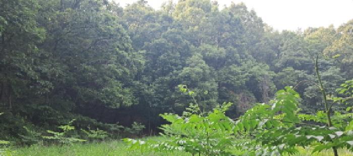 임야 전경(5)