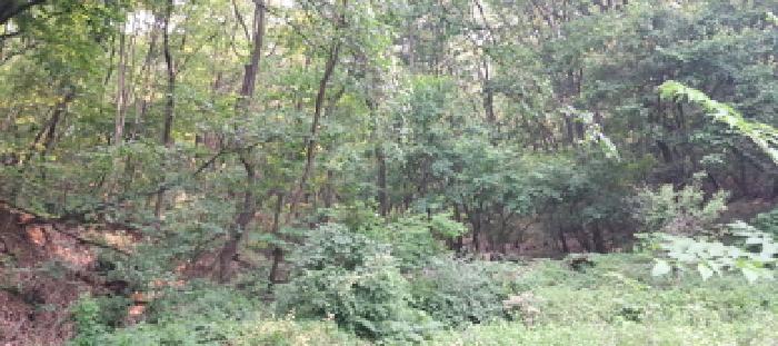 임야 전경(6)