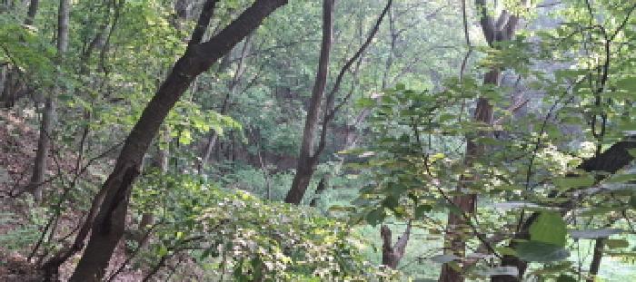 임야 전경(4)