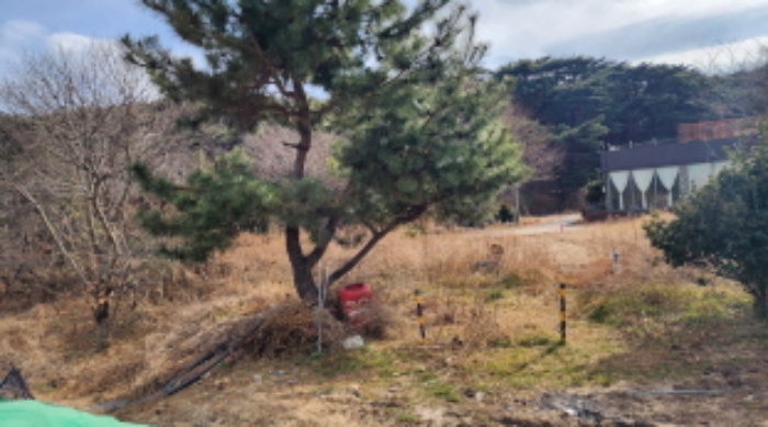 부동산의 표시 3. 제시외 수목 등