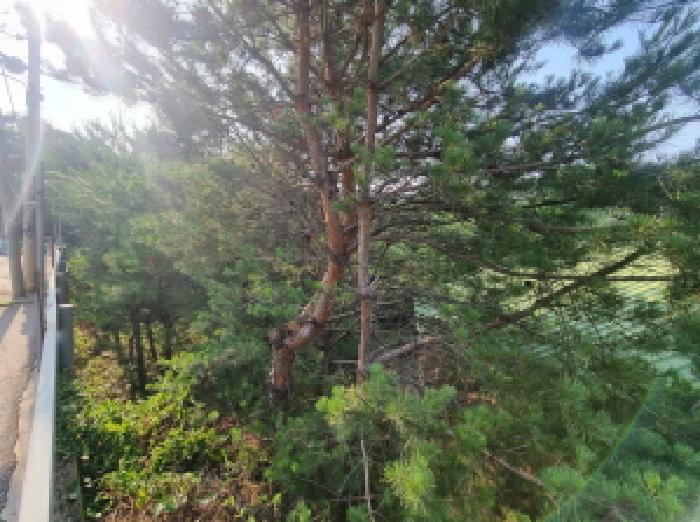 목록3 제시외수목