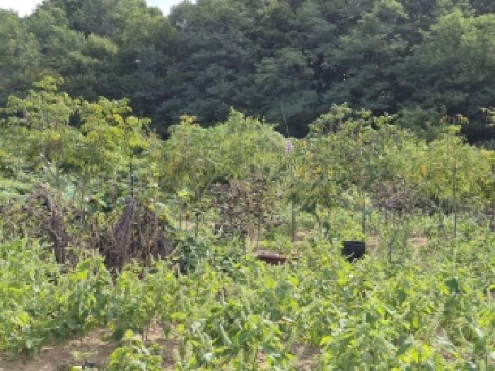 아로나아나무, 옻나무