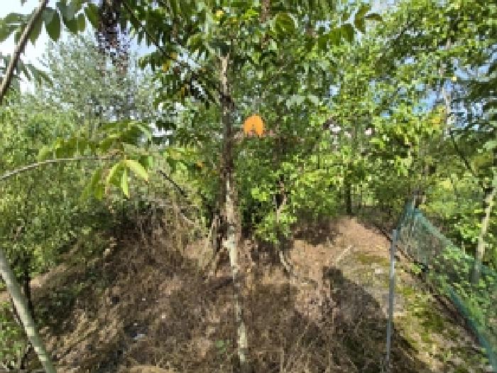 옻나무, 대추추나무