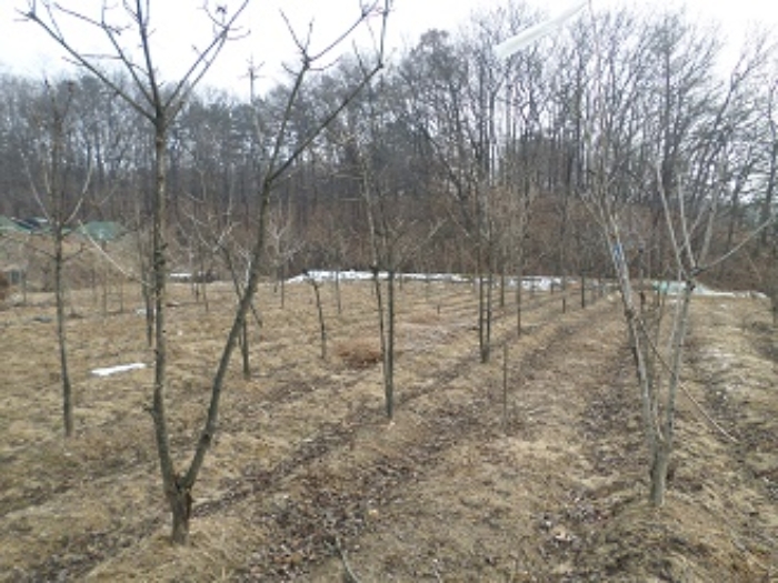 근접촬영 및 수목