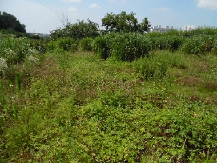 목록3.  토지(전) 전경(8)