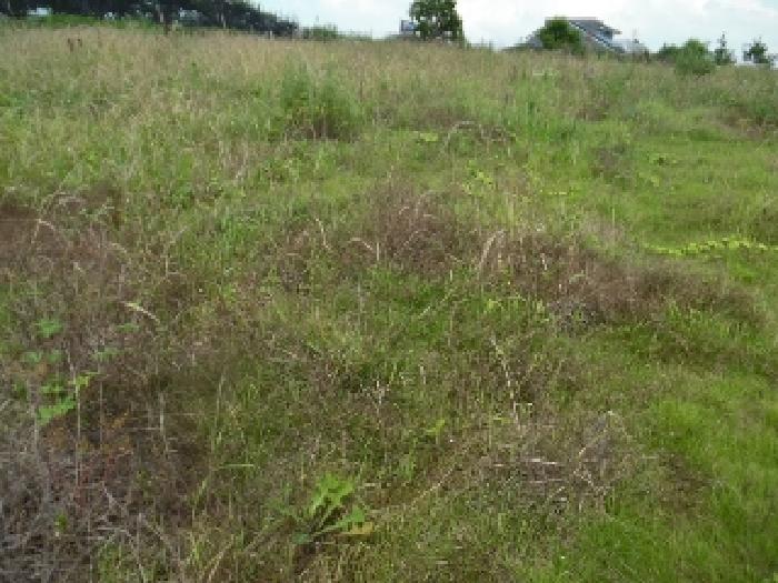 목록3.  토지(전) 전경(9)