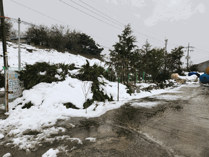 본건 제시외수목 ㉪