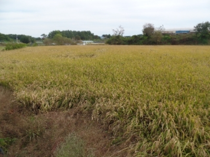 기호 11.~기호 15. 일부 일단지의 `답`