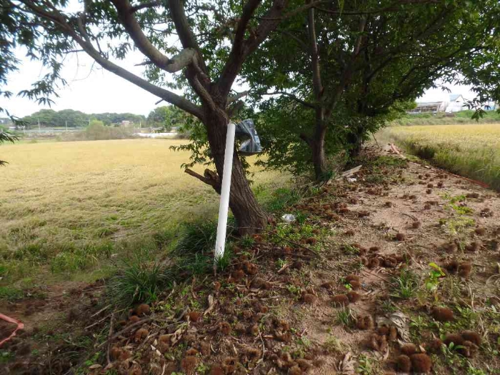 기호 14. 남측 경계지상 제시외 밤나무 3주 소재