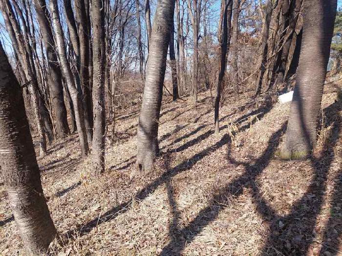 표시목록 6번 토지(임야)