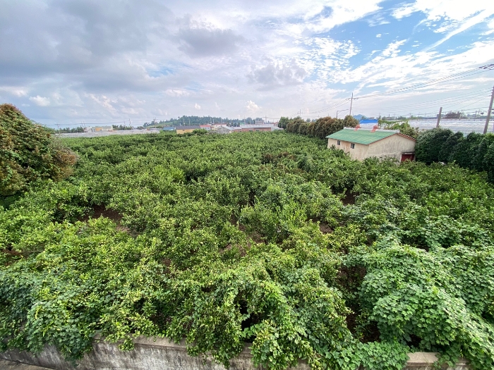 일련번호 5 현황