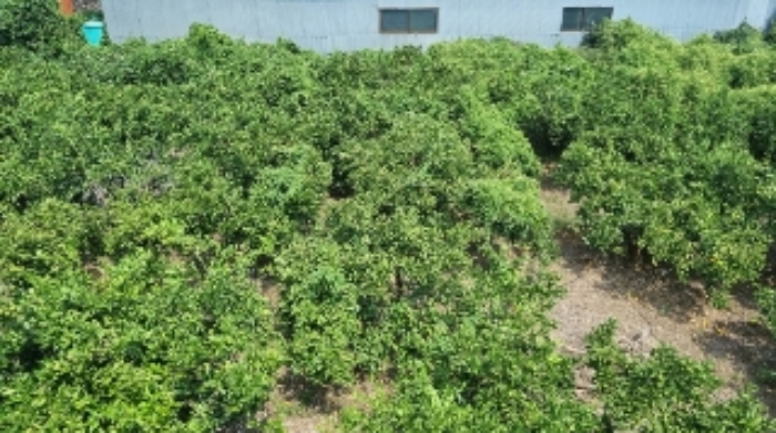 소재지4(하례리 513-3) 전경