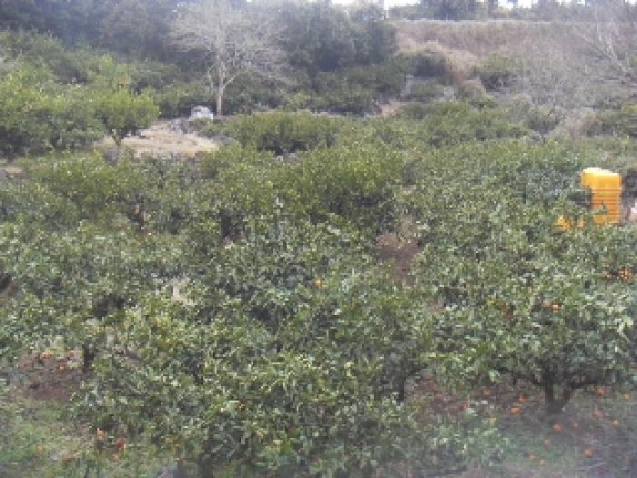 소재지3(상예동 1612-1) 전경 사진