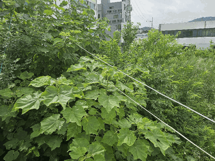 본건 북동측 지상 수목 주위환경