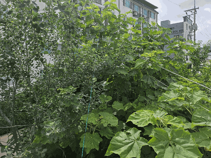 본건 북동측경계 지상 수목 주위환경