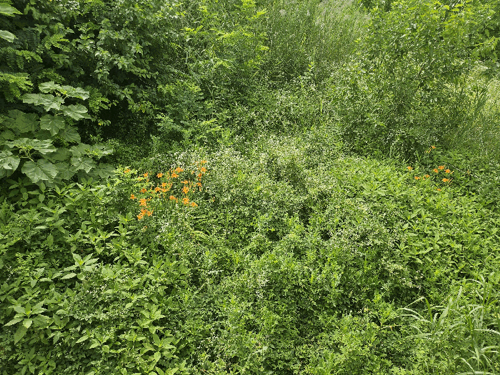 본건 중앙부분 지상수목 주위환경