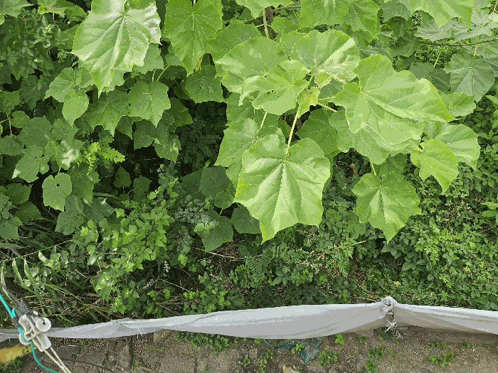 본건 북측경계 주위환경