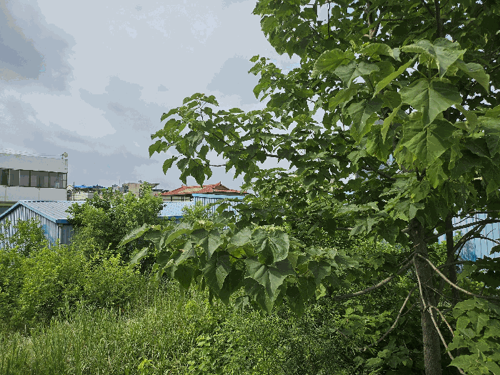 본건 북서측 지상 수목 주위환경