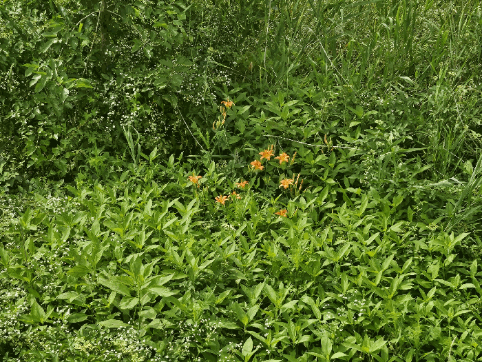 본건 중앙부분 지상수목 주위환경