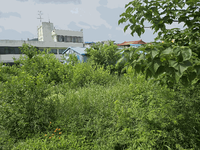 본건 북측 지상 수목 주위환경