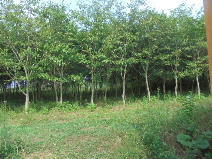 본건(3) 및 주위