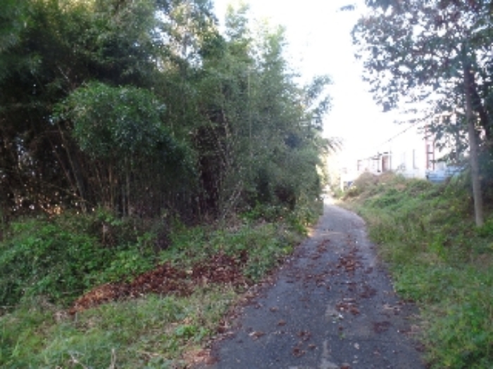 기호 7. 일부 대나무 자생 중임.