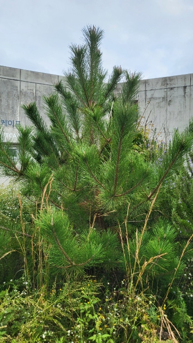 곰솔, 단풍나무